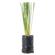 Vetiver (Únicamente para retiro en tienda)