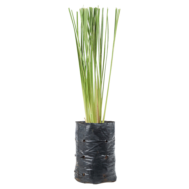 Vetiver (Únicamente para retiro en tienda)
