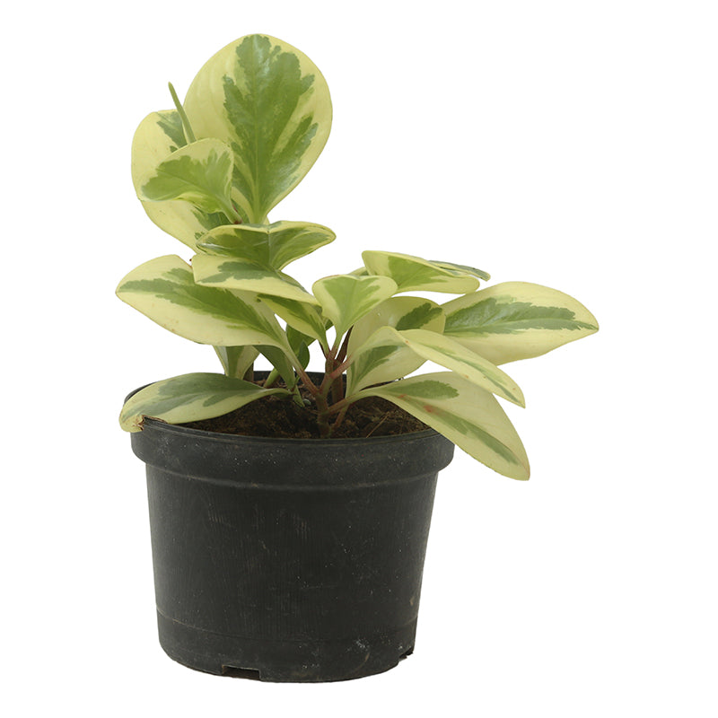 Peperomia (Únicamente para retiro en tienda)