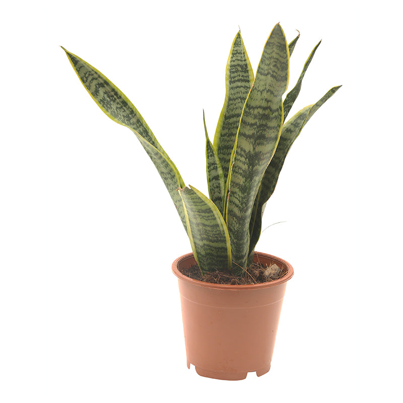 Sansevieria mediana (Únicamente para retiro en tienda)