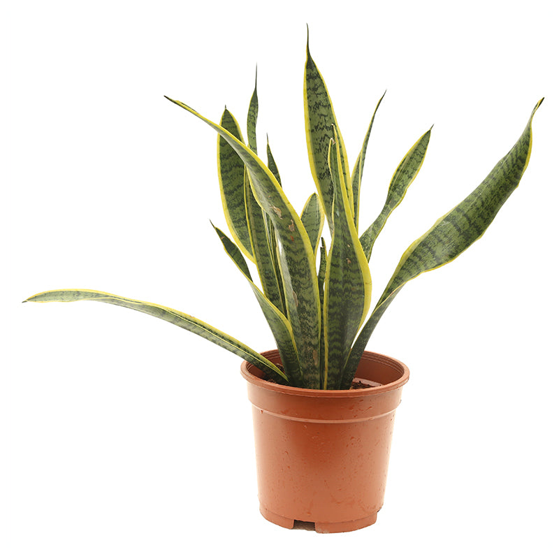 Sansevieria grande (Únicamente para retiro en tienda)