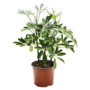 Schefflera (In-store pickup only)