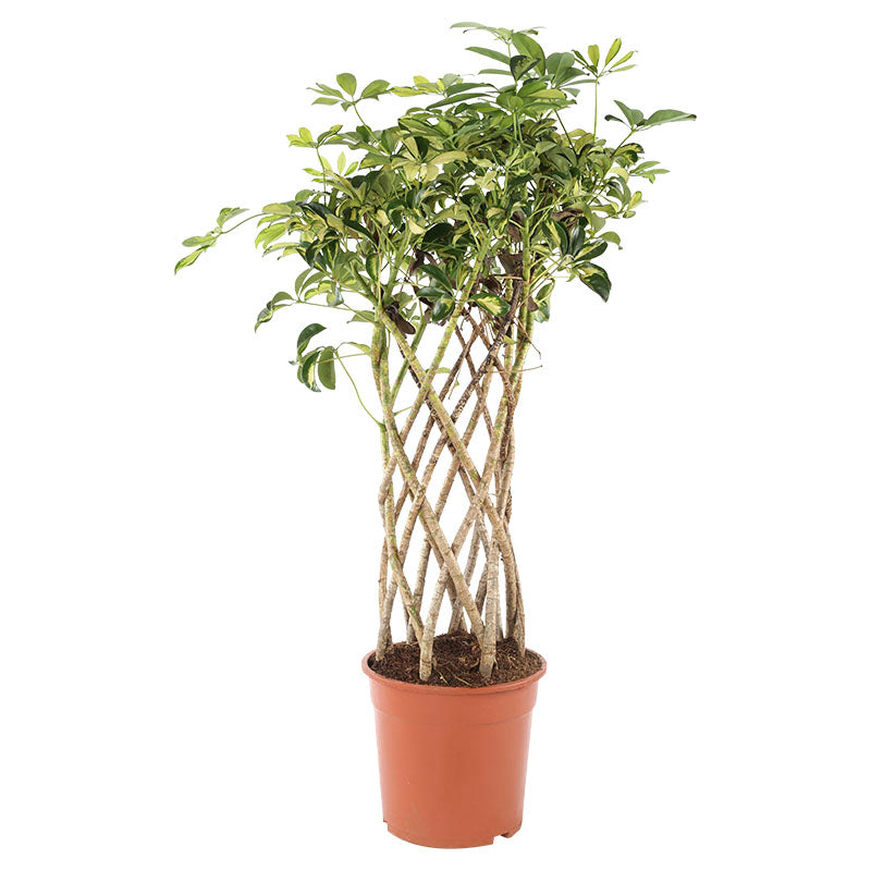 Schefflera Trinette 24" trenza abierta (Únicamente para retiro en tienda)