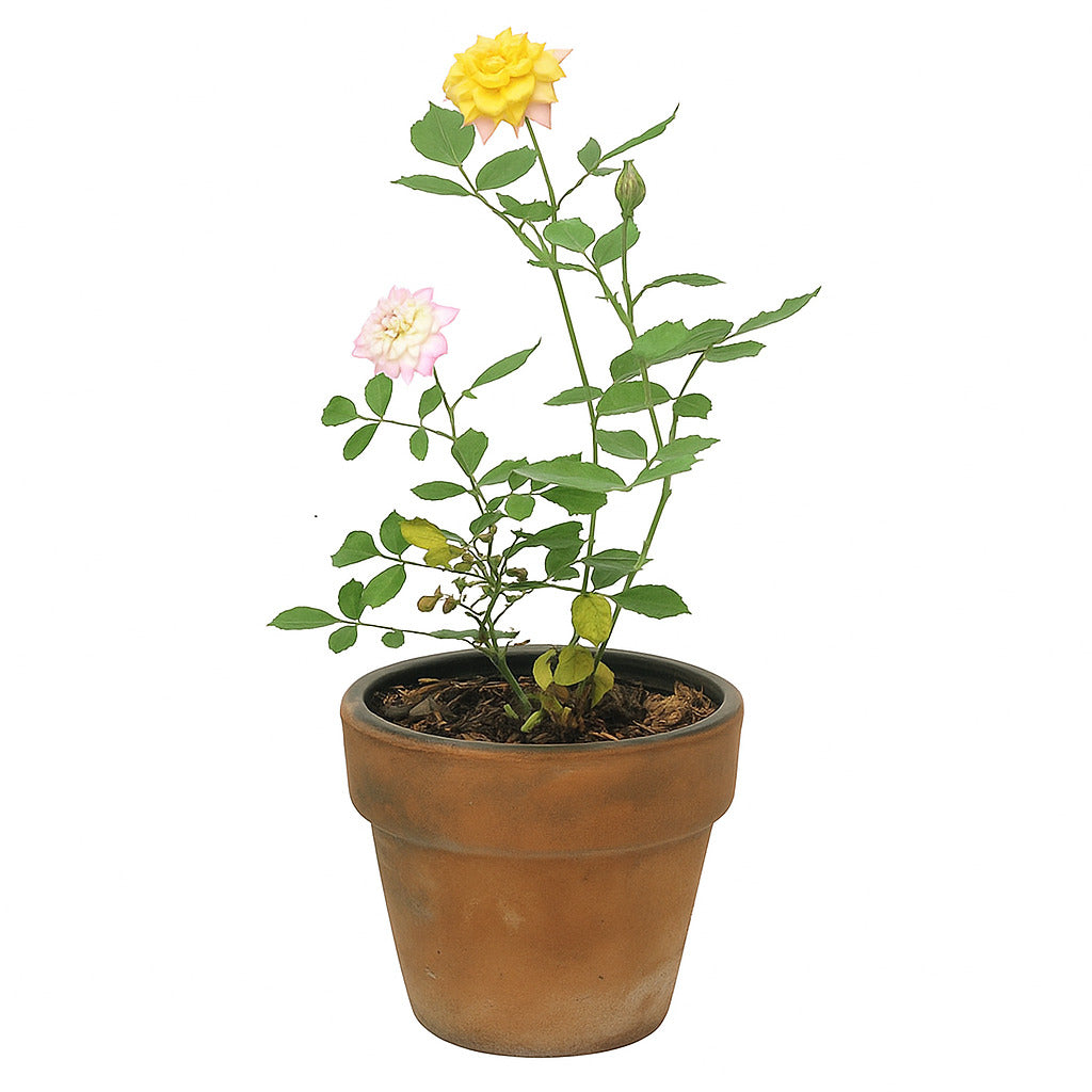 Mini rose (In-store pickup only)
