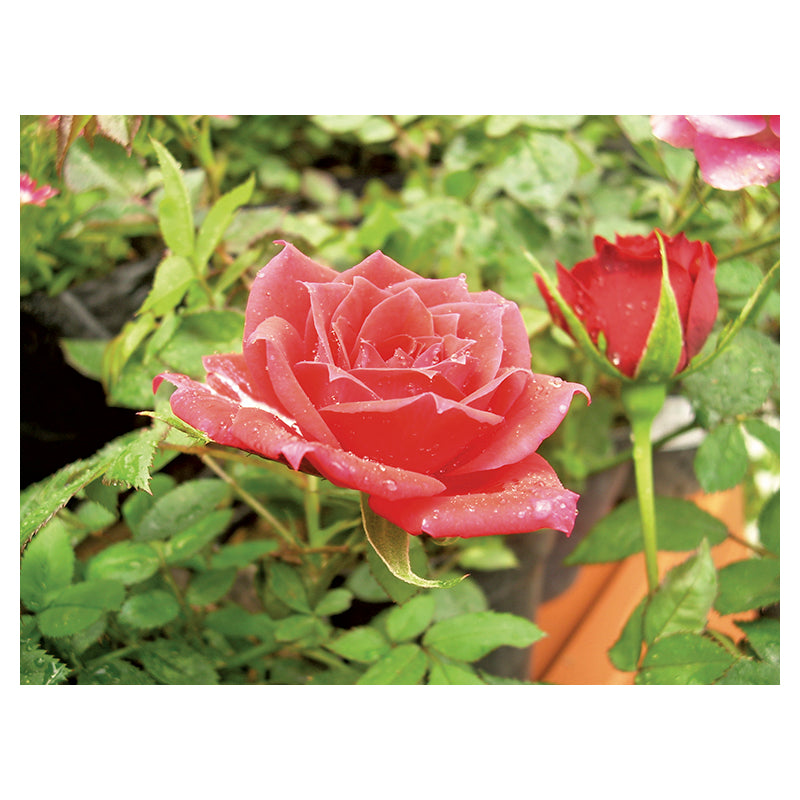 Rosa mini (Únicamente para retiro en tienda)