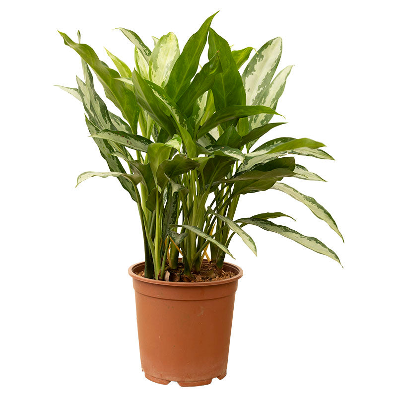 Aglaonema variada #24 (Únicamente para retiro en tienda)