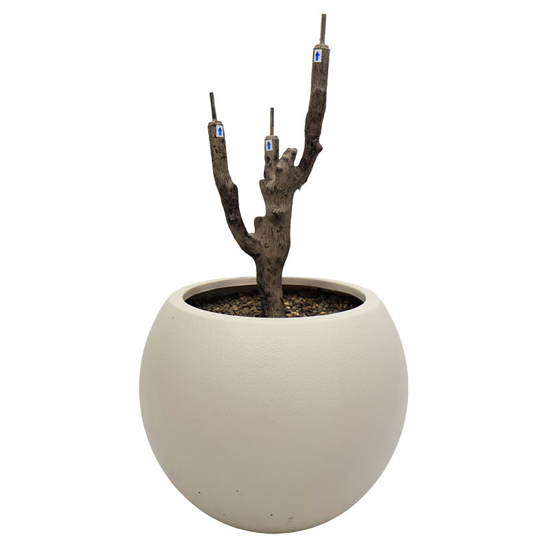 Olive tree 200 cm with pot