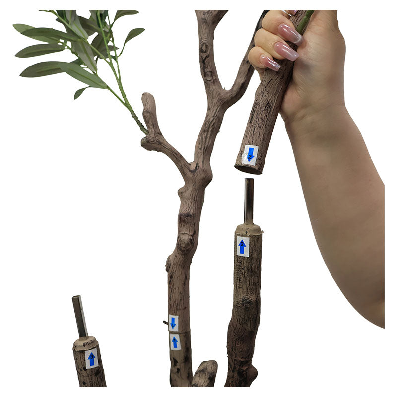 Olive tree 200 cm with pot