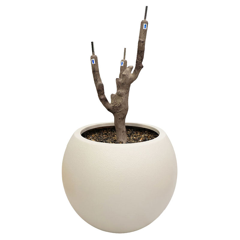 Árbol de sakura 200 cm con maceta