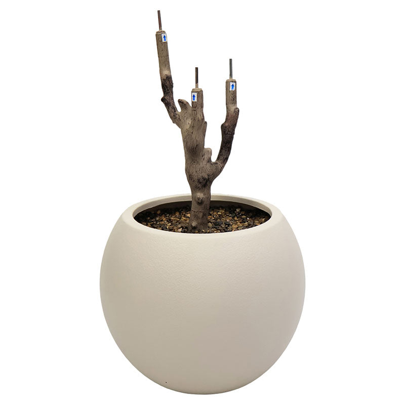 Árbol de Cerezo 200 cm con maceta