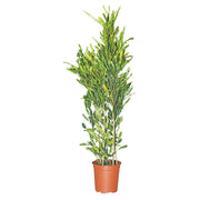 Medium croton in pot #24 (In-store pickup only)