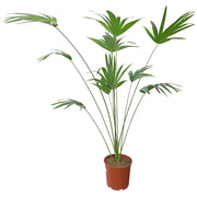 Palmera chinensis en maceta 27