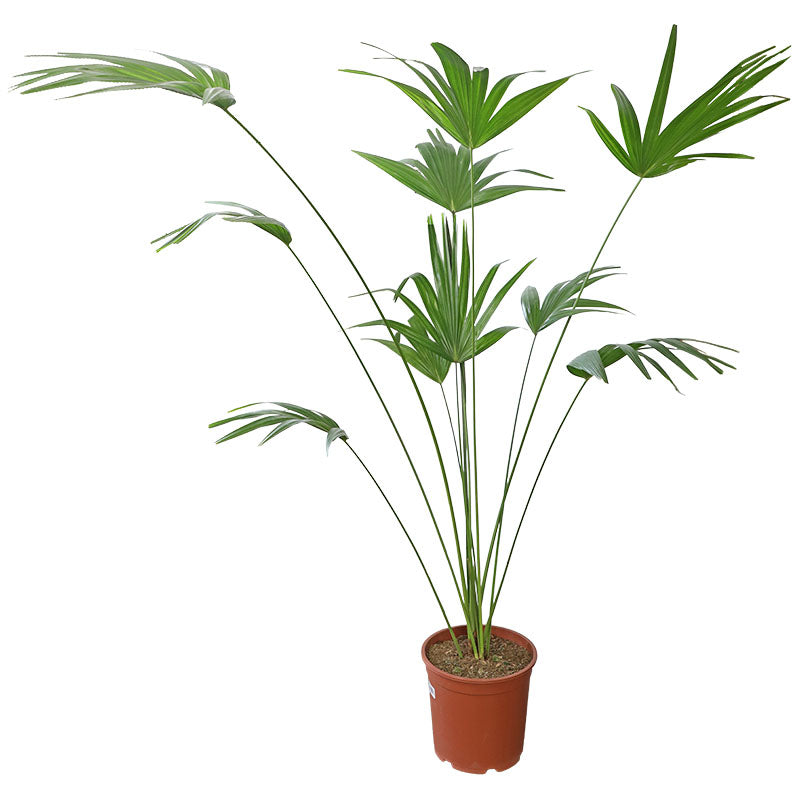 Palmera chinensis en maceta 27