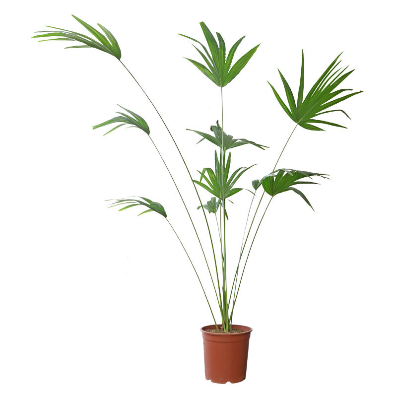 Palmera chinensis en maceta 27