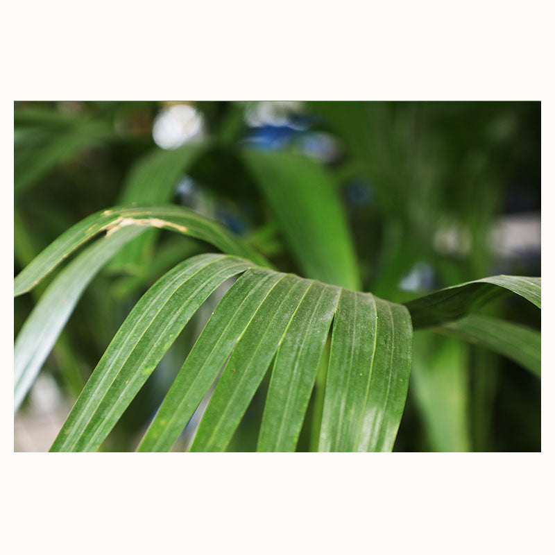 Palmera chinensis en maceta 27