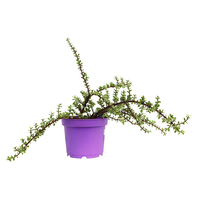 Mini jade in pot 19