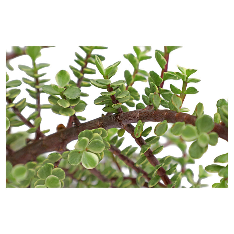 Mini jade in pot 19