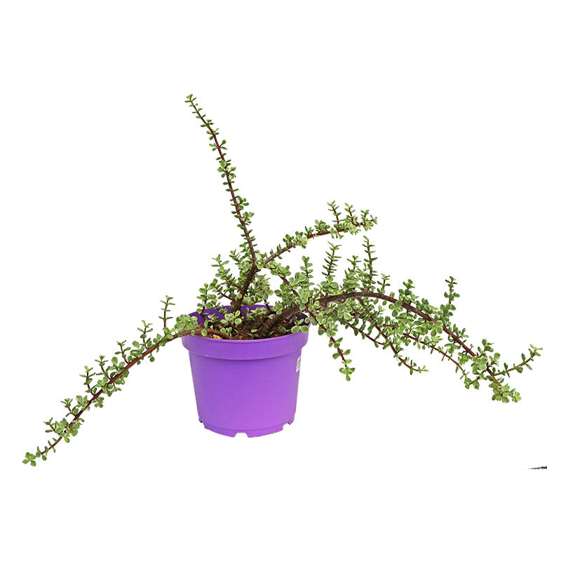 Mini jade in pot 19