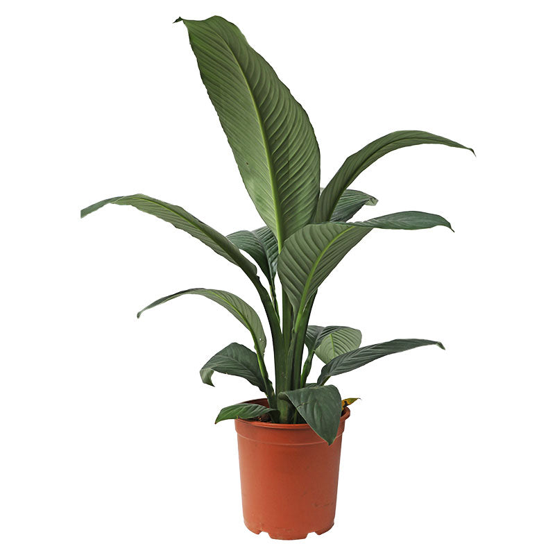 Calla Sensation in pot