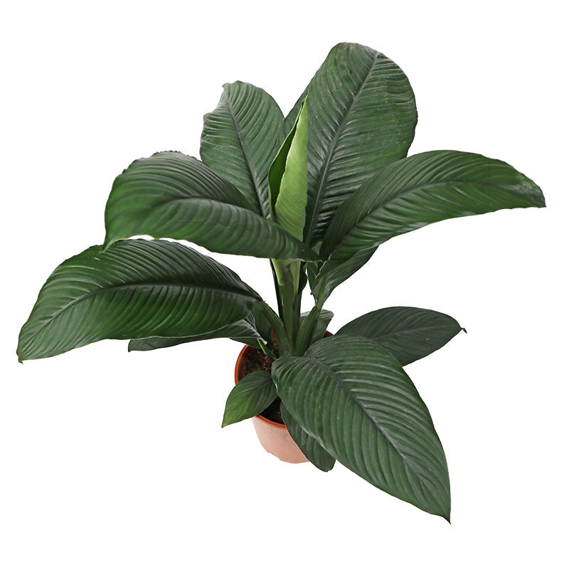 Calla Sensation in pot