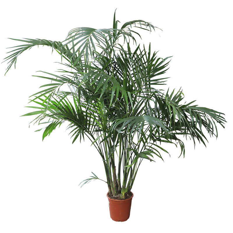 Potted cascade palm