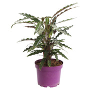 Calathea Rufibarba en maceta
