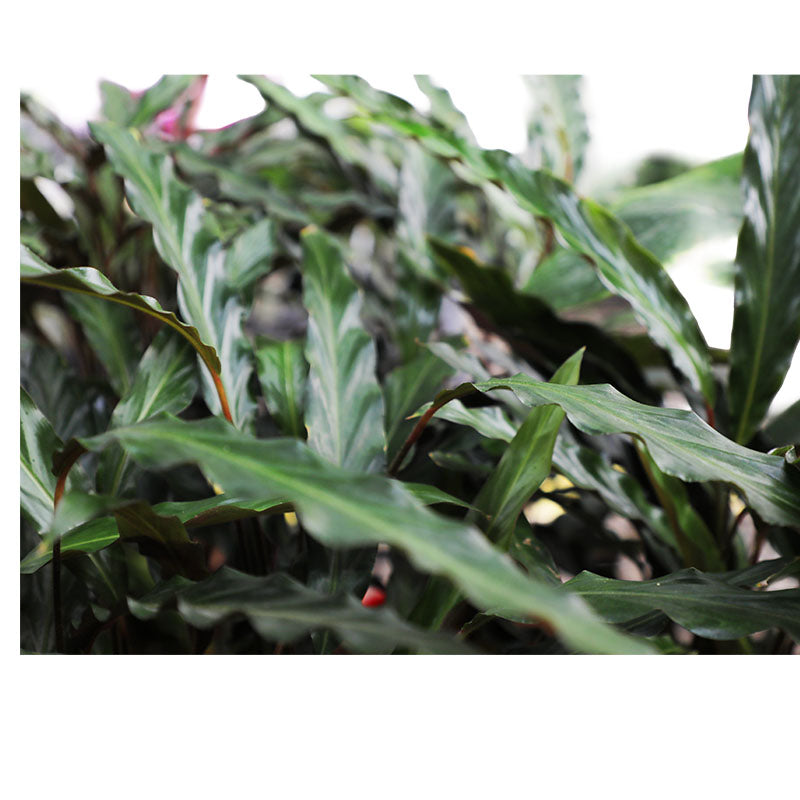 Calathea Rufibarba en maceta