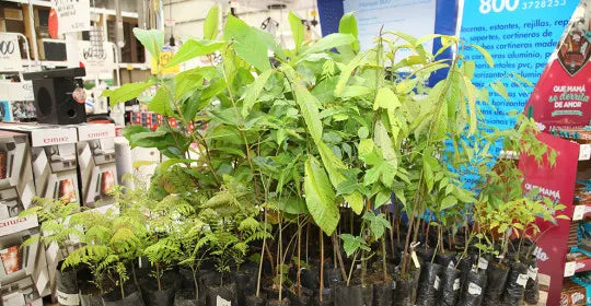 <a href="https://cr.epaenlinea.com/accion-social/ayudar-es-alianza/plantatree.html" title="PlantATree |  Ferretería EPA">PlantATree</a>