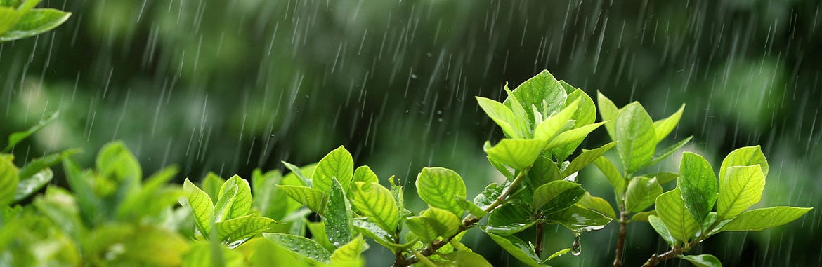 Aprenda a cuidar su jardín durante la temporada de lluvias