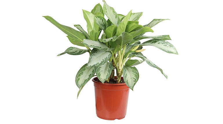 Aglaonema