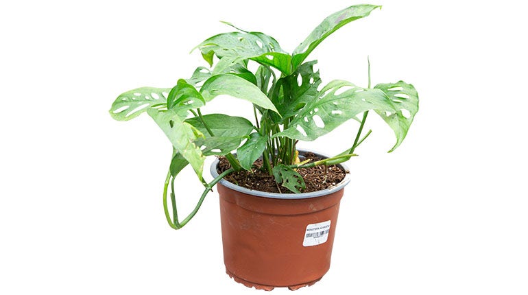 Monstera adamsonii