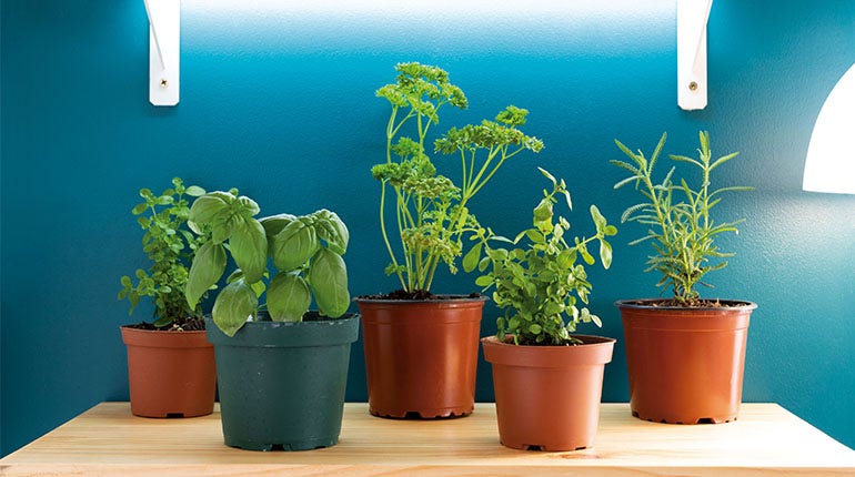 Plantas aromáticas y comestibles